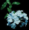 Eternal Flower